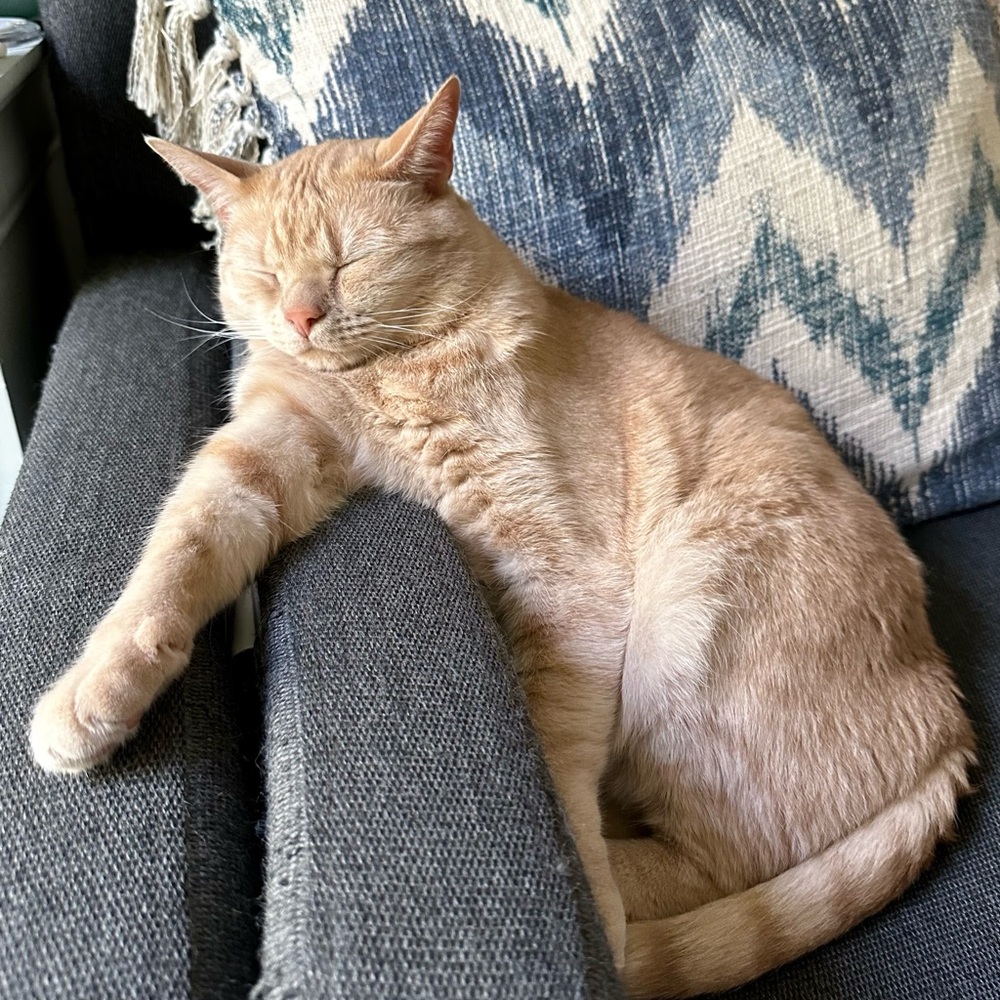 🍍𝑨𝑹𝑺𝑰 𝒊𝒔 𝑳𝒊𝒗𝒆‼️🦁 Come join the live fun!! - Picture 5 of 17